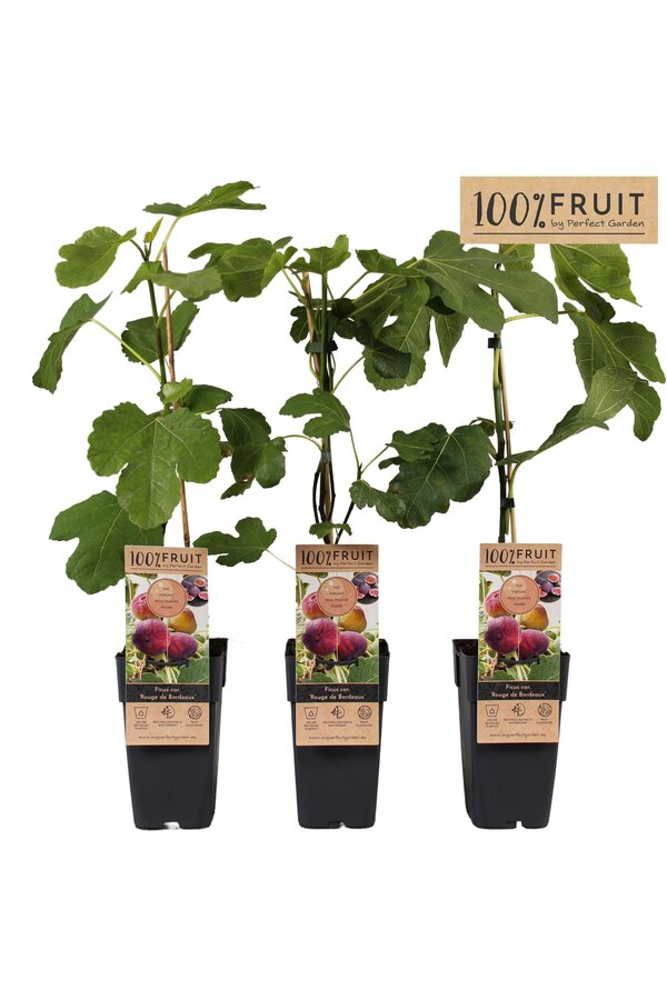 Ficus Rouge de Bordeaux P15