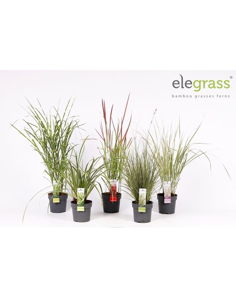 Grassen mix laag - Elegrass Hardy and Evergreen P14