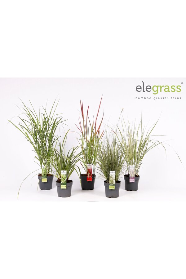 Gräser-Mix niedrig - Elegrass Hardy and Evergreen P14