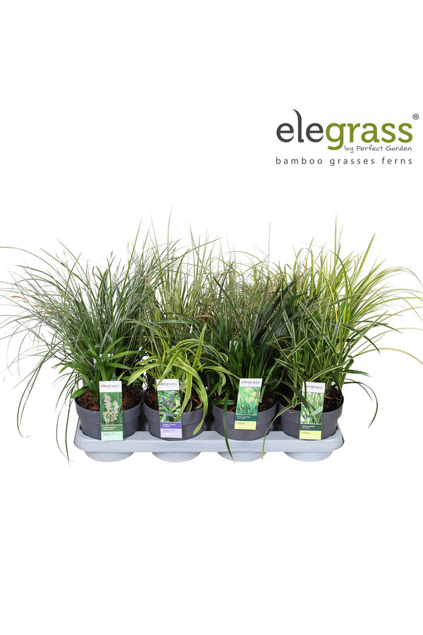 Grassen mix tray - Elegrass Hardy and Evergreen P14
