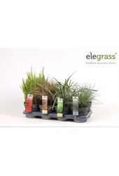 Gräsermix-Tray - Elegrass winterhart und immergrün P14