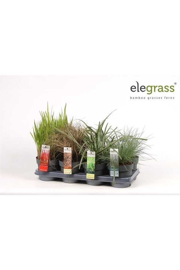 Gräsermix-Tray - Elegrass winterhart und immergrün P14
