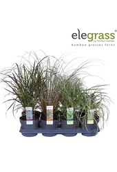 Gräsermix-Tray - Elegrass winterhart und immergrün P14