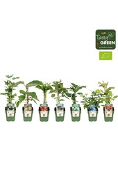 Fruchtmix-Schale bio exklusiv P13