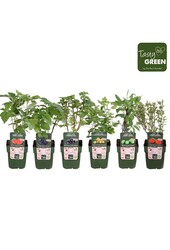 Fruchtmix-Schale bio exklusiv P13