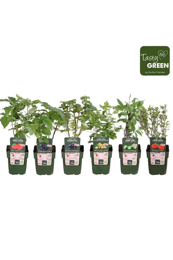 Fruchtmix-Schale bio exklusiv P13