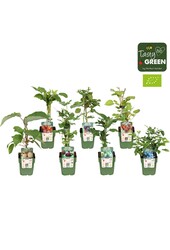 Fruit mix tray bio exclusief P13