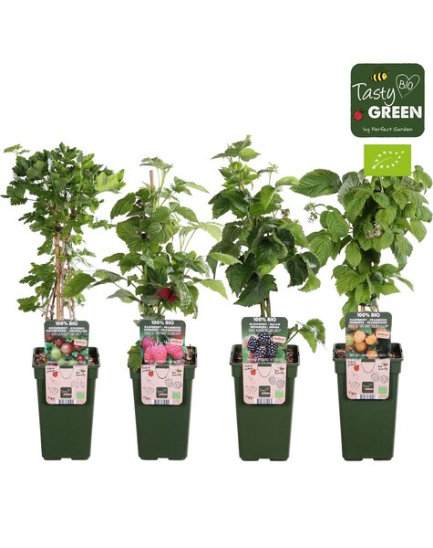 Fruit mix tray bio P19 exclusief