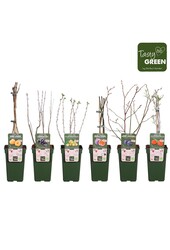 Fruit mix tray bio P19 exclusief