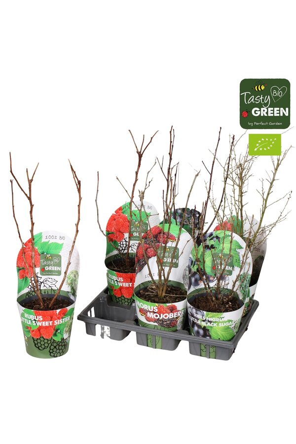 Fruchtmix Schale Übertopf Bio P14