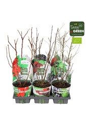 Fruchtmix Schale Übertopf Bio P14