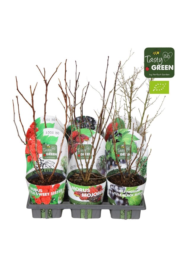 Fruchtmix Schale Übertopf Bio P14