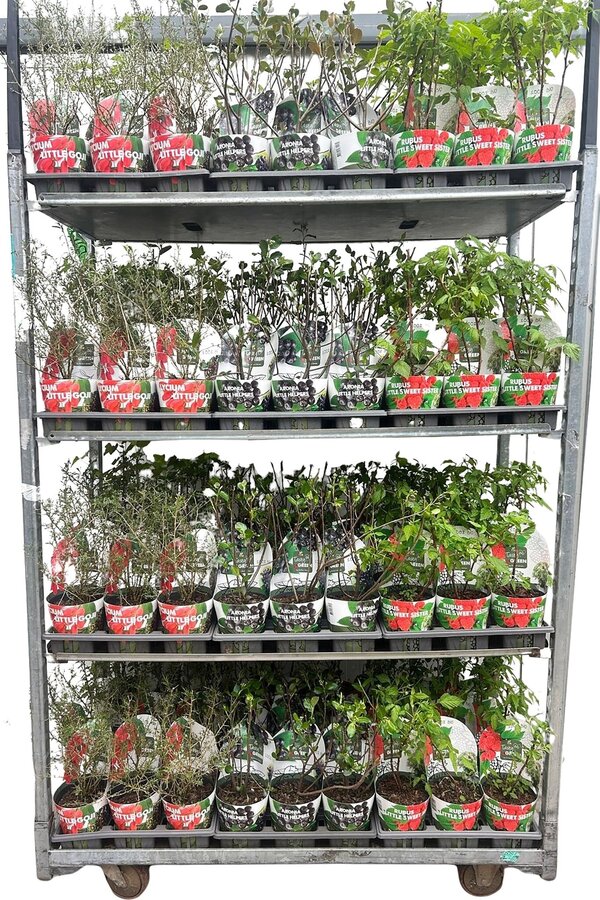 Fruchtmix Schale Übertopf Bio P14