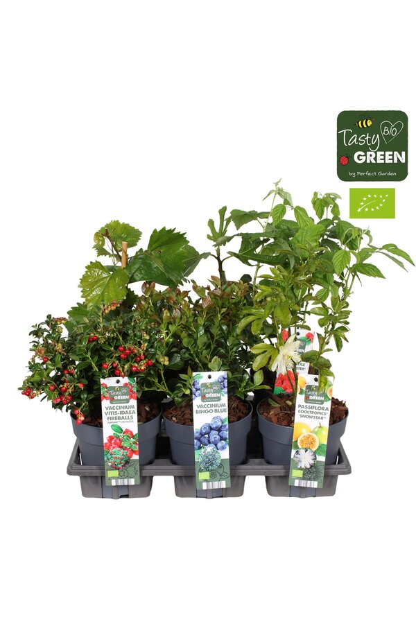 Fruit mix tray potcover Bio P14