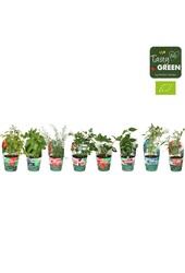 Fruchtmix Schale Übertopf Bio P14