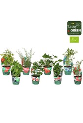 Fruchtmix Schale Übertopf Bio P14