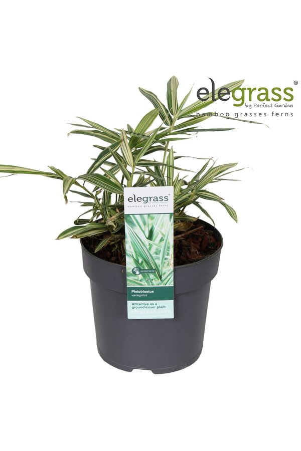 Pleioblastus variegatus P14