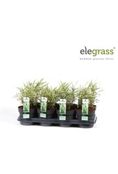 Pleioblastus variegatus P14