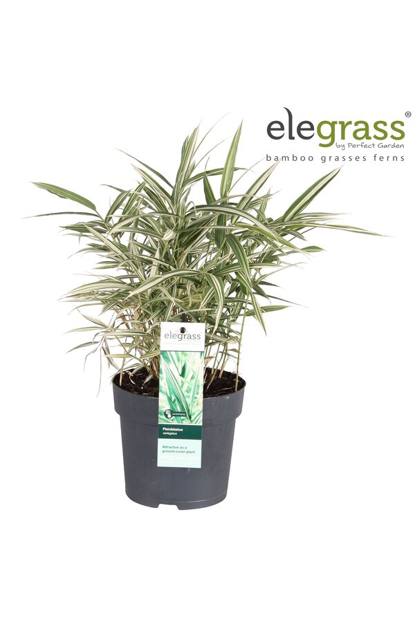 Pleioblastus variegatus P14