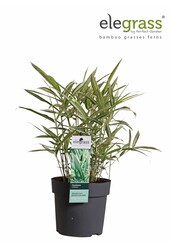 Pleioblastus variegatus P14