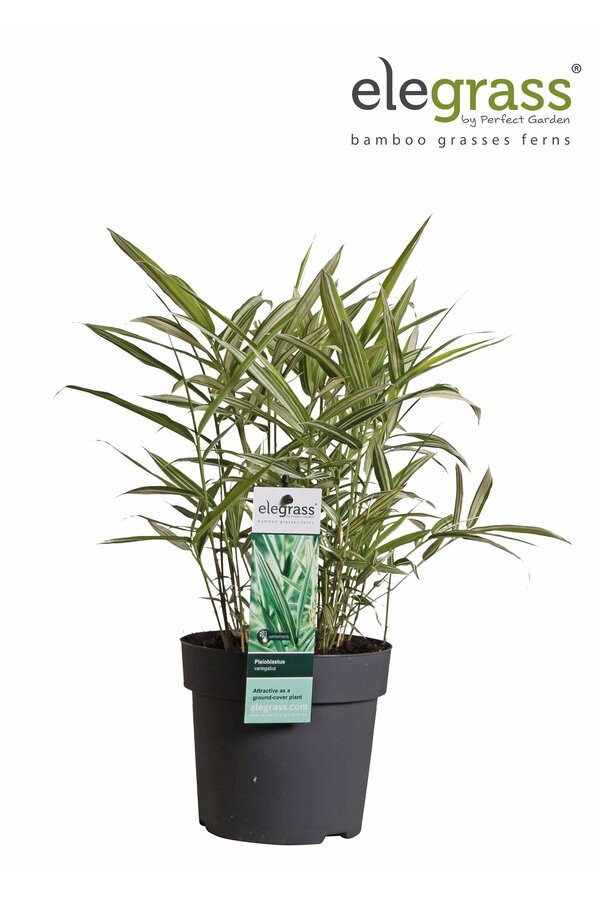 Pleioblastus variegatus P14