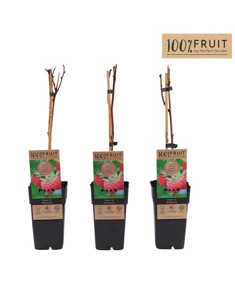 Rubus idaeus Willamette P15