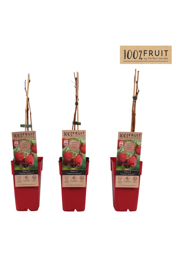 Rubus idaeus Twotimer Sugana Red® P15