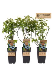 Vaccinium corymbosum Bluecrop P15