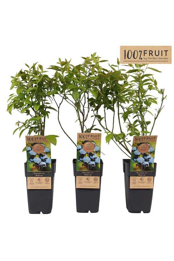 Vaccinium corymbosum Bluecrop P15