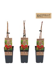 Rubus idaeus Heritage P15