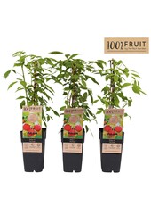 Rubus idaeus Heritage P15