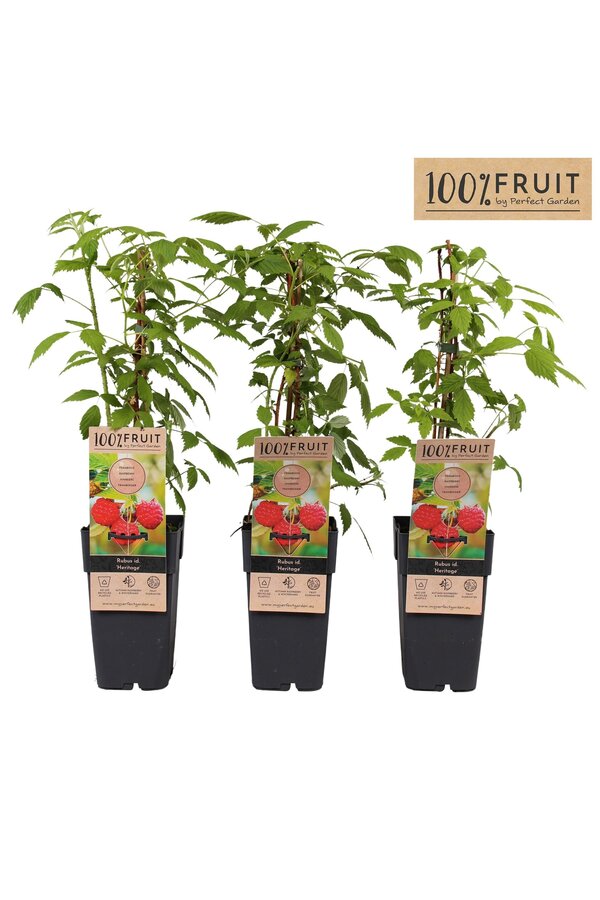 Rubus idaeus Heritage P15