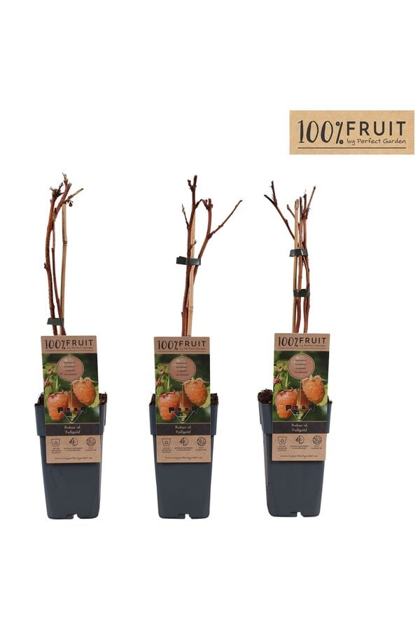 Rubus idaeus Fallgold P15