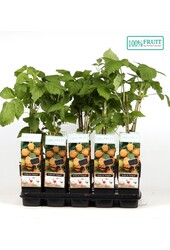 Rubus idaeus Fallgold P15
