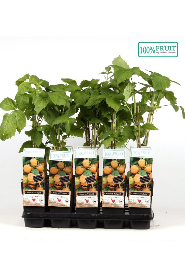 Rubus idaeus Fallgold P15