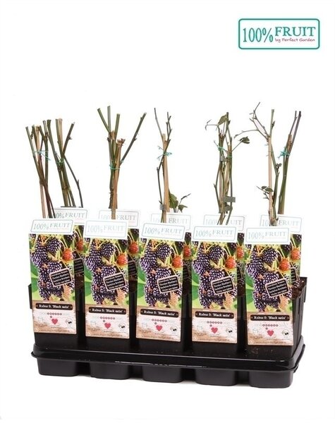 Rubus fruticosus Black Satin P15