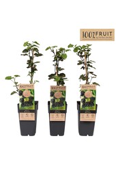 Rubus fruticosus Black Satin P15