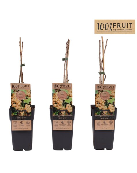 Ribes rubrum Witte Parel P15