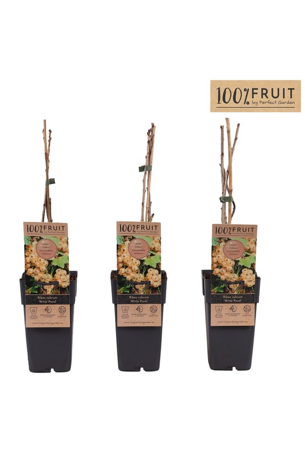 Ribes rubrum Witte Parel P15