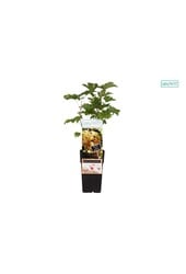 Ribes rubrum Weiße Perle P15