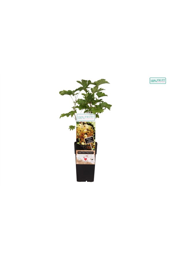 Ribes rubrum Witte Parel P15
