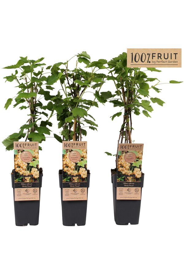 Ribes rubrum Witte Parel P15