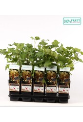 Ribes rubrum Witte Parel P15