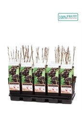 Ribes nigrum Ben Nevis P15