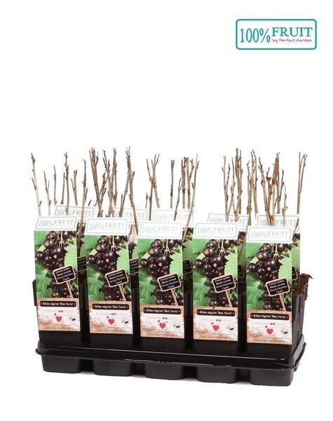 Ribes nigrum Ben Nevis P15