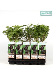 Ribes nigrum Ben Nevis P15