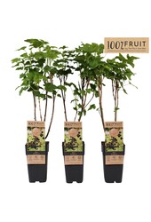 Ribes Jostaberry P15