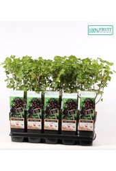 Ribes Jostaberry P15