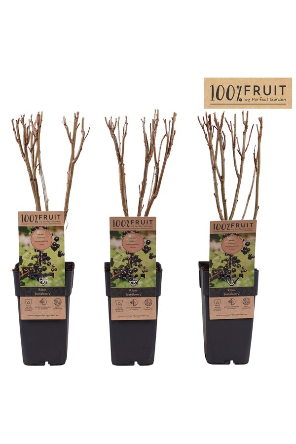 Ribes Jostaberry P15