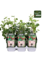 Ribes uva-crispa Captivator Bio P13